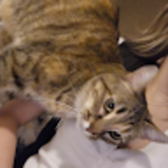 Meet your Posher, Emma - Picture 1 of 1